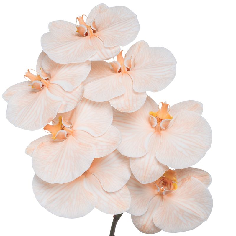 Phalaenopsis dyed apricot Phalaenopsis dyed apricot
