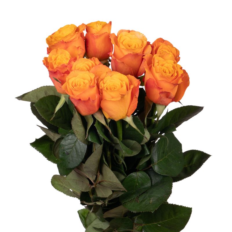 Rose confidential Rose confidential