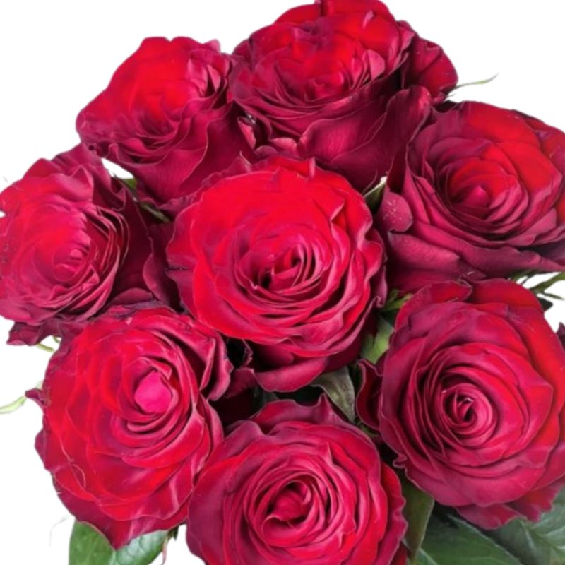 Rose plateau red Rose plateau red