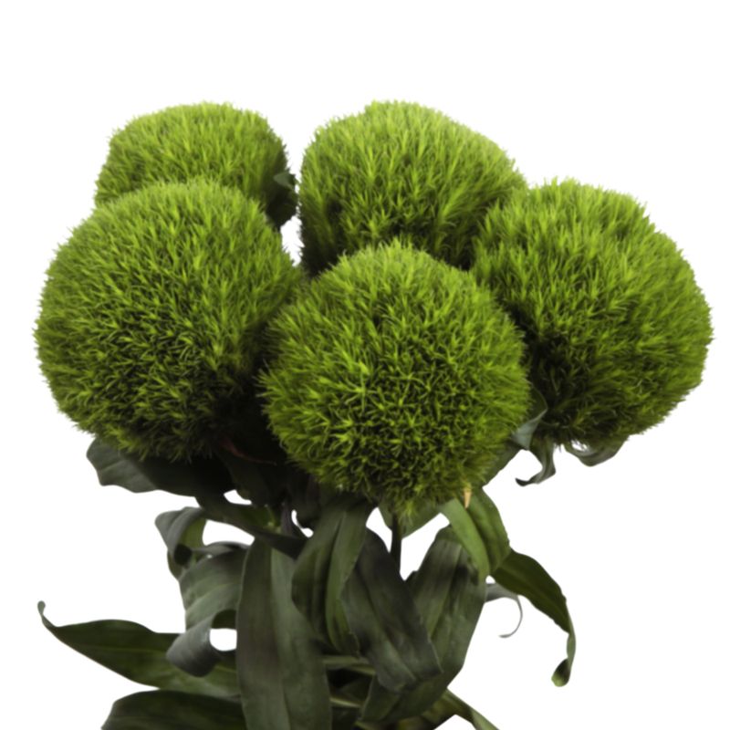 Carnation barbatus kiwi mellow Carnation barbatus kiwi mellow