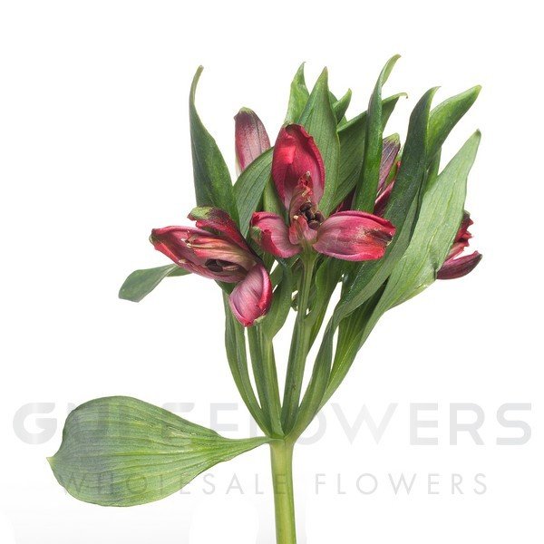 Alstroemeria fancy mix