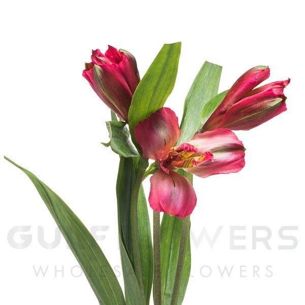 Alstroemeria perfection mix