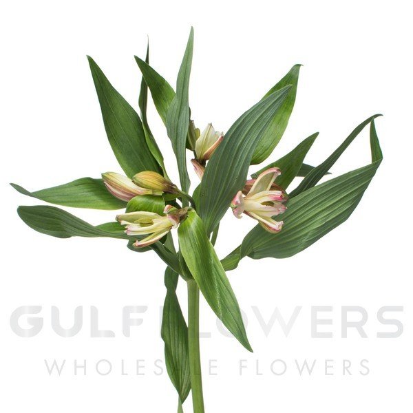 Alstroemeria primadonna