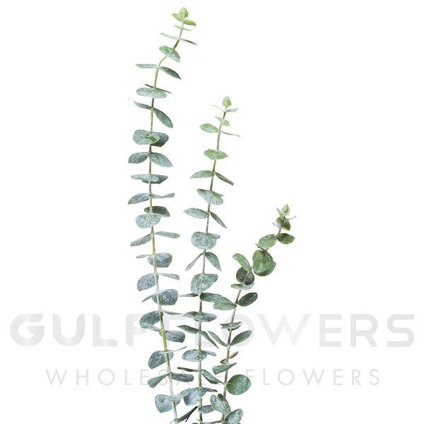 Blad Eucalyptus baby blue