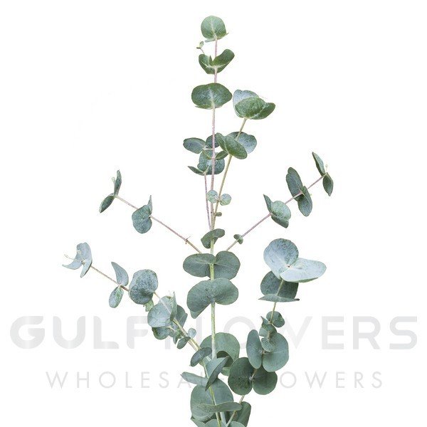 Blad Eucalyptus cinerea