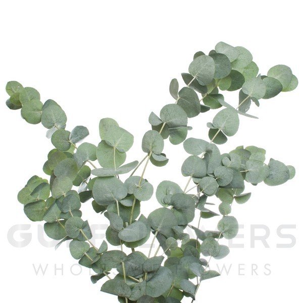 Blad Eucalyptus cinerea long L-110