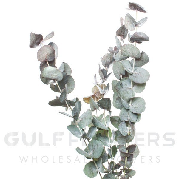Blad Eucalyptus cinerea red