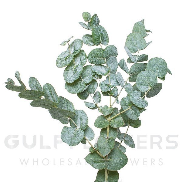 Blad Eucalyptus cinerea short