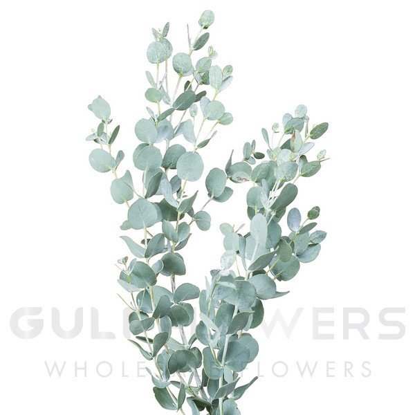 Blad Eucalyptus gunni