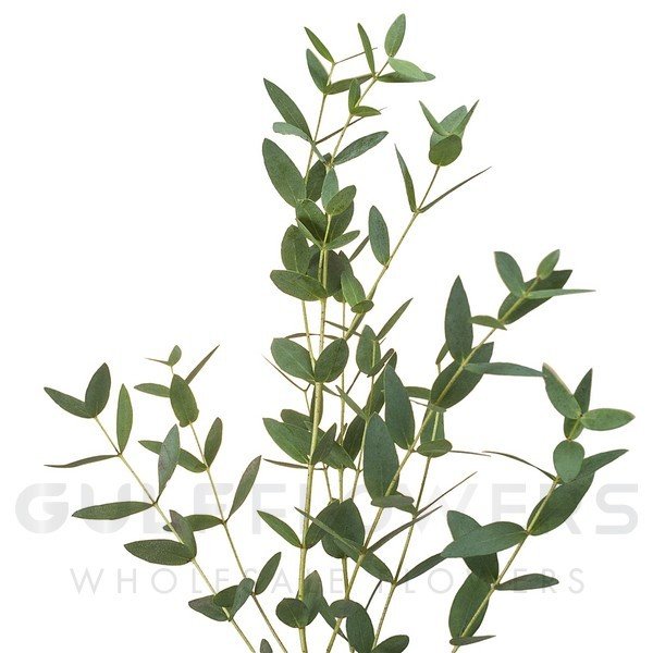 Blad Eucalyptus parvifolia