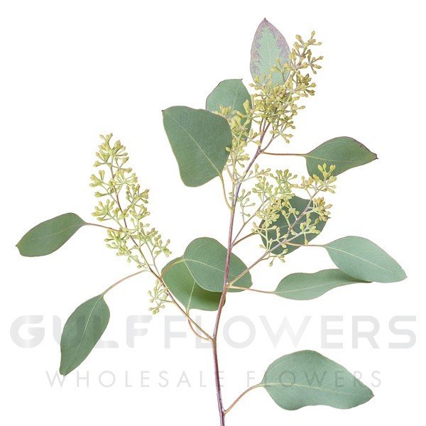 Blad Eucalyptus populus buds
