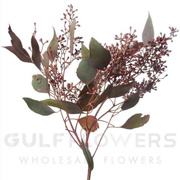 Blad Eucalyptus populus buds red