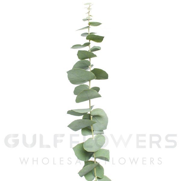 Blad Eucalyptus stuartiana