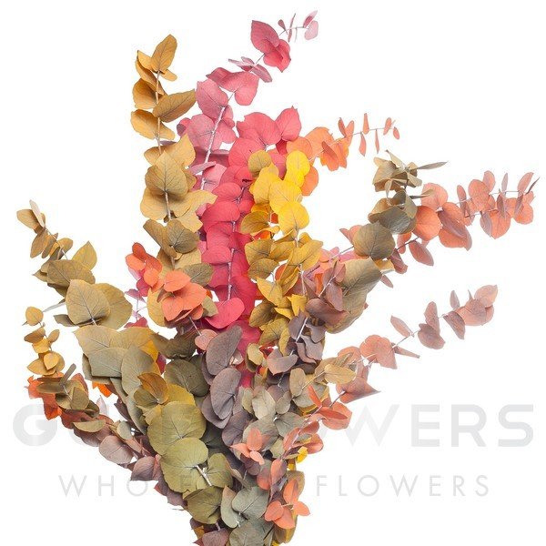 Blad Eucalyptus stuartiana stabilized autumn