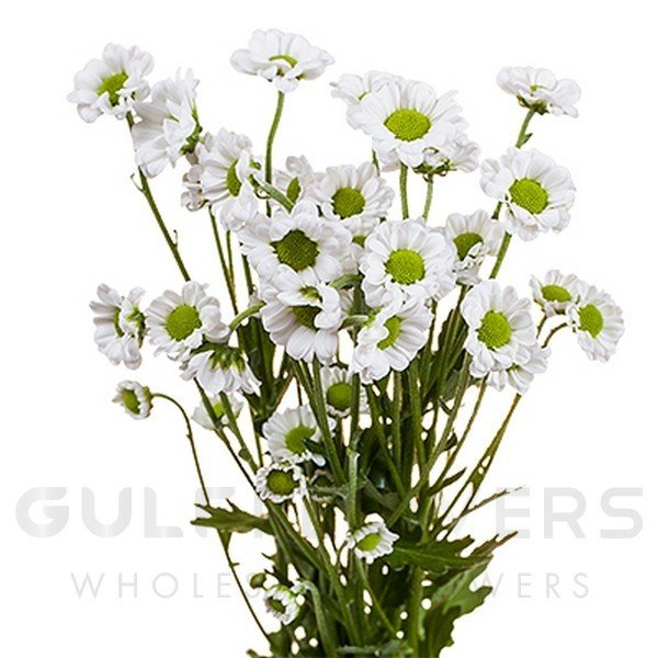 Chrysanthemum santini madiba lindi white L-55