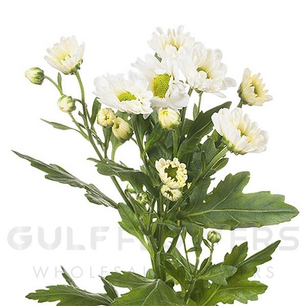 Chrysanthemum santini rossi white L-55