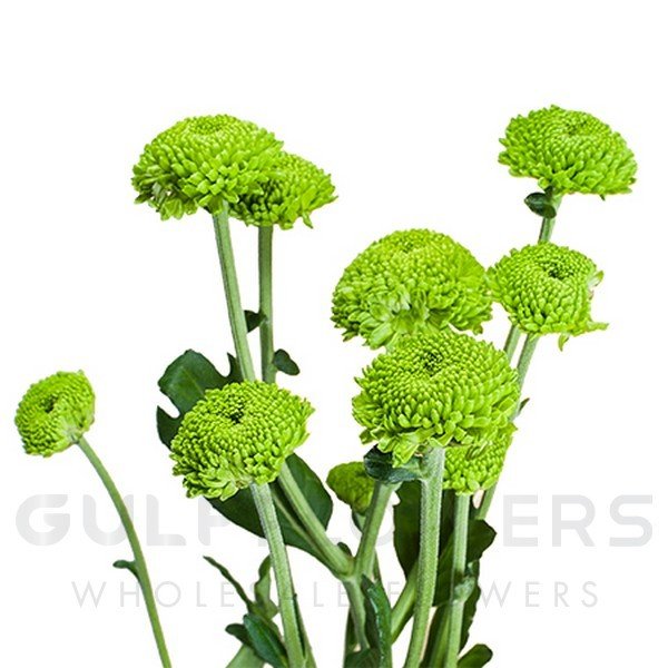 Chrysanthemum spray feeling green dark L-70