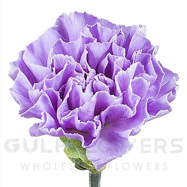Dianthus select moonaqua