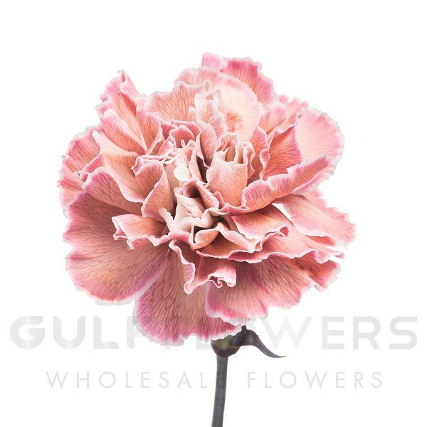 Dianthus standard brown molly L-65