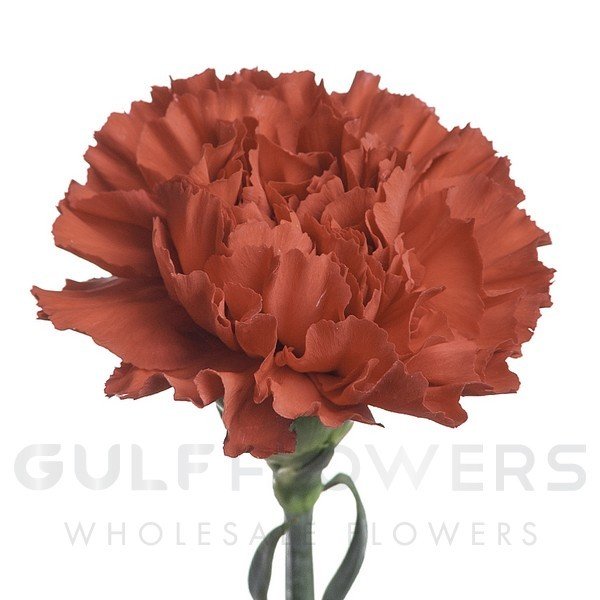 Dianthus standard red