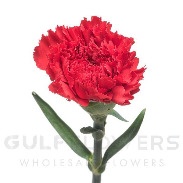 Dianthus standard red L-60