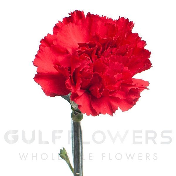 Dianthus standard red L-70