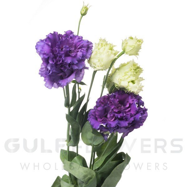 Eustoma double alissa blue L-70