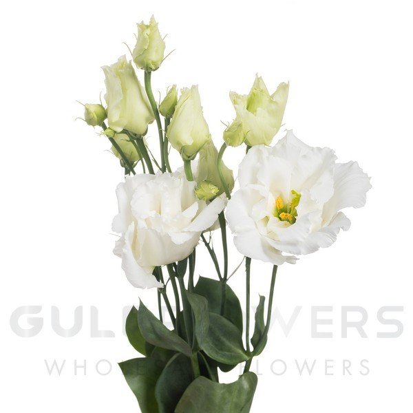 Eustoma double alissa white L-70