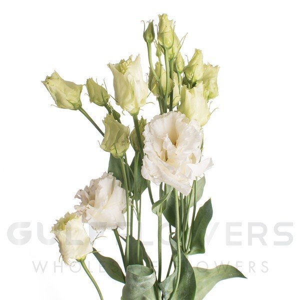 Eustoma double alissa white L-75
