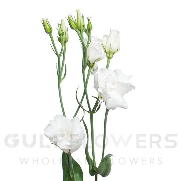 Eustoma double excalibur pure white L-75