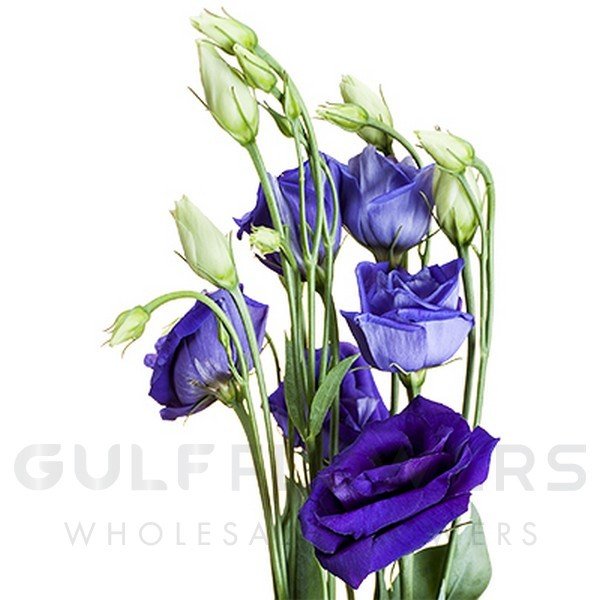 Eustoma double rosita blue L-75