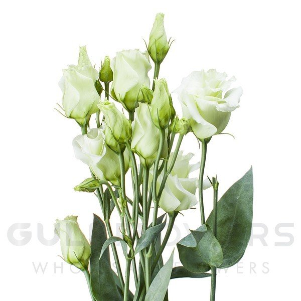 Eustoma double rosita green L-75