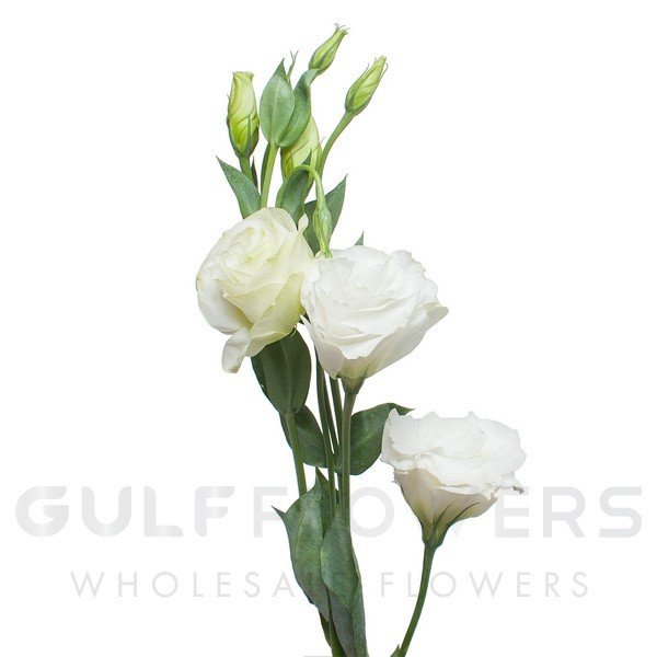 Eustoma double white L-80