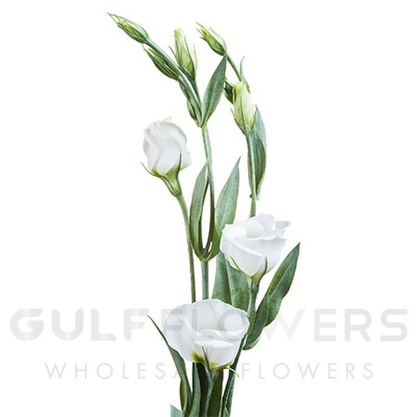 Eustoma piccolo white L-75
