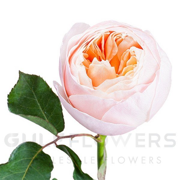 Rosa large flower david austin juliet L-50