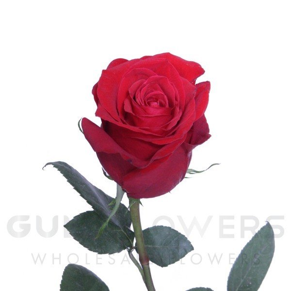 Rosa large flower freedom L-70