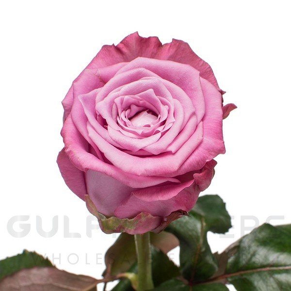 Rosa large flower maritim L-60