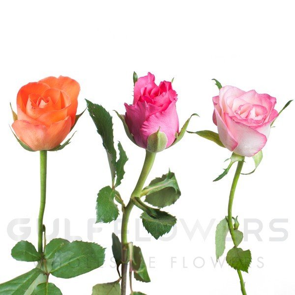 Rosa large flower mix L-35