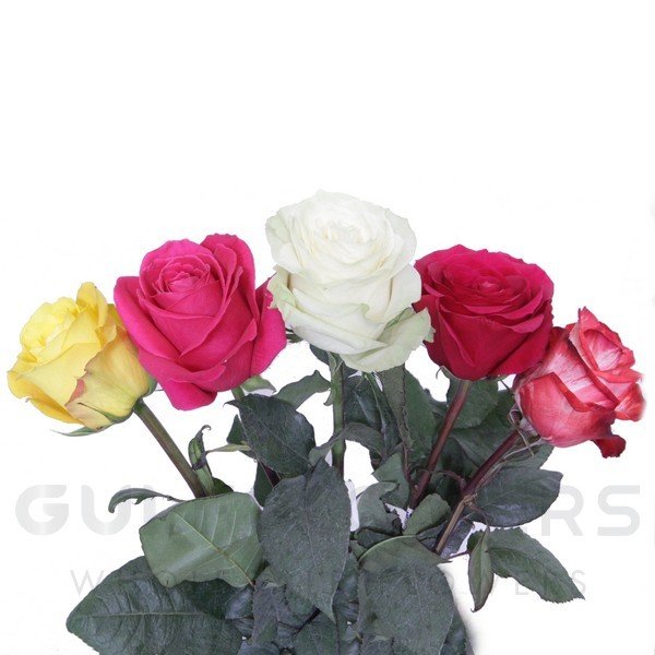 Rosa large flower mix L-70