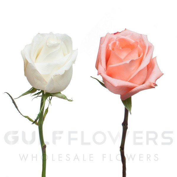 Rosa large flower mix special L-60