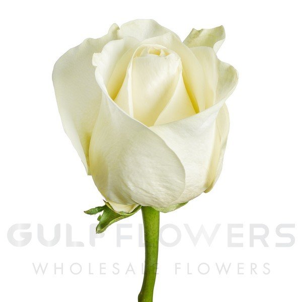 Rosa large flower proud L-50