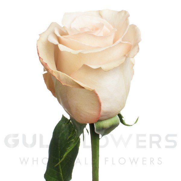 Rosa large flower quicksand L-50