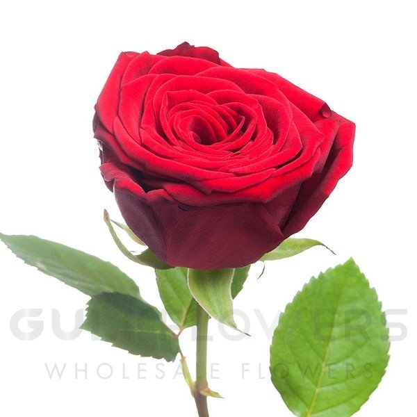 Rosa large flower red naomi! L-70