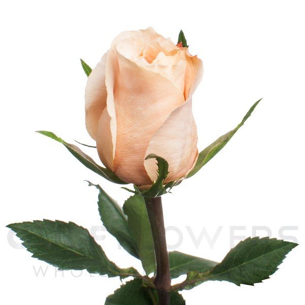 Rosa large flower shimmer L-60