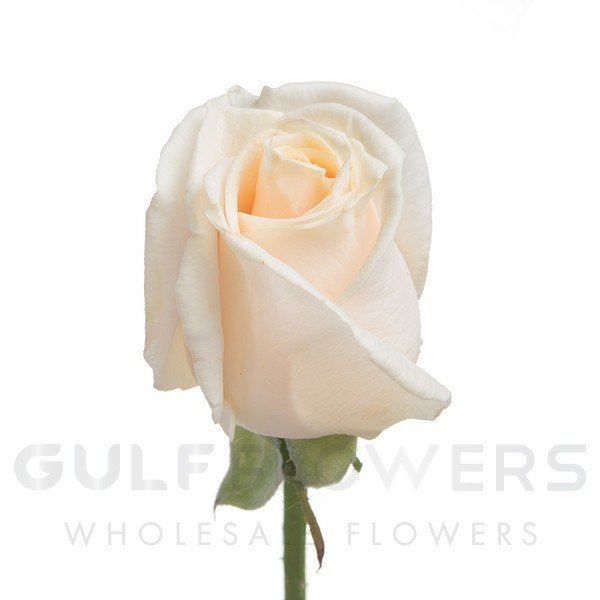 Rosa large flower vendela L-50