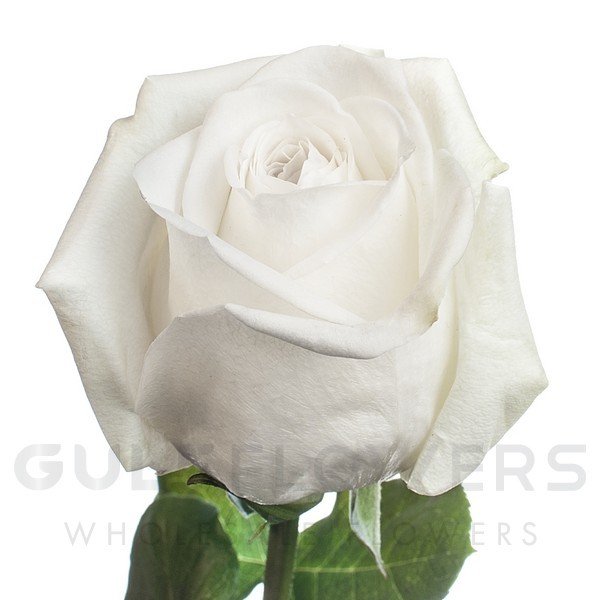 Rosa large flower white ohara L-50