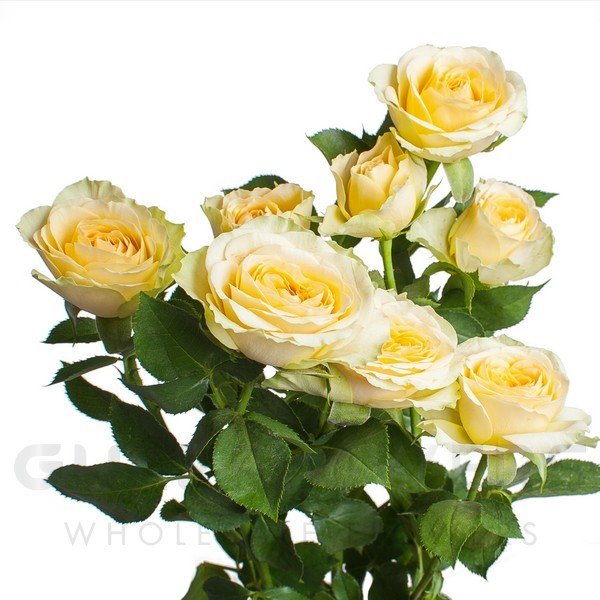 Rosa spray bandolero L-60