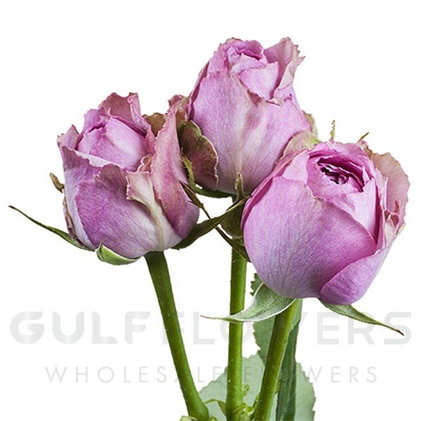 Rosa spray lavender lace L-50