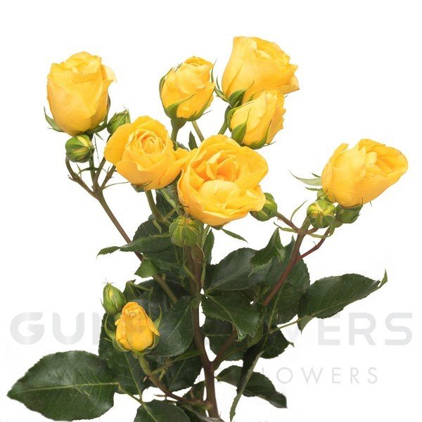 Rosa spray marisa L-60