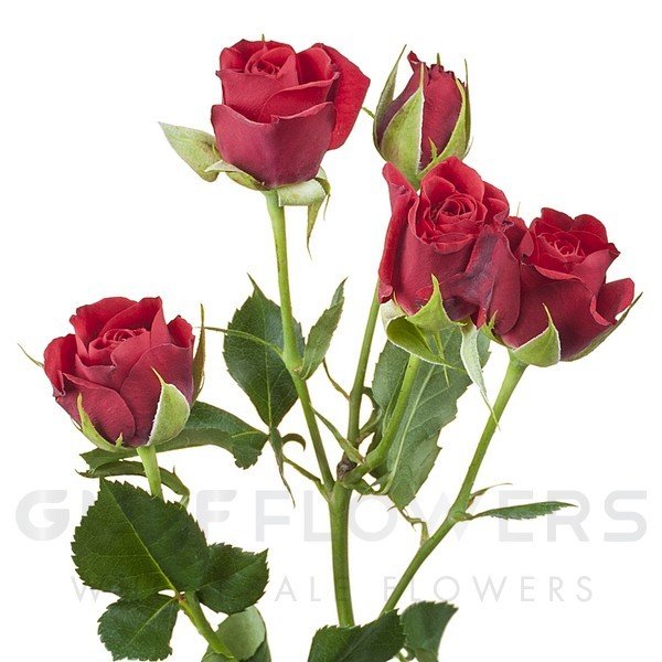 Rosa spray mirabel L-60